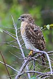 Red-shouldered Hawkborder=